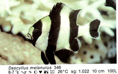 Dascyllus melanurus